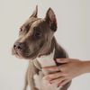 _sodog