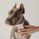 @_sodog