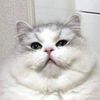 fatfrad