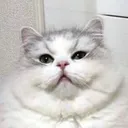 @fatfrad