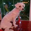 shyama_mullai