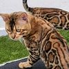 bengal_ver