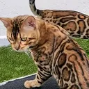 @bengal_ver