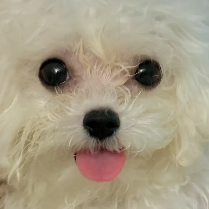 jeju_kiki