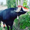@asadgujjar1053
