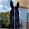 horse_sport_ride