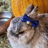 pumkin1111