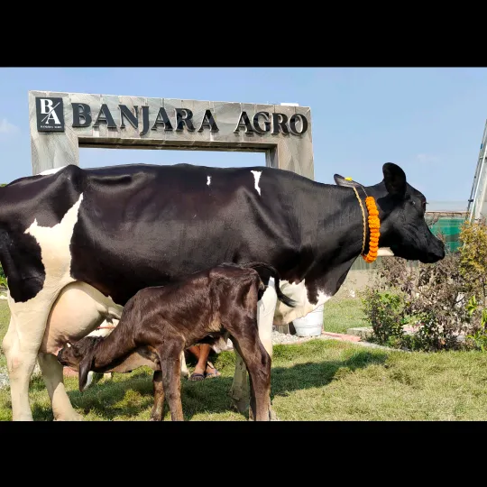banjaraagro