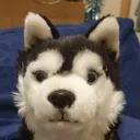 @wolfyted