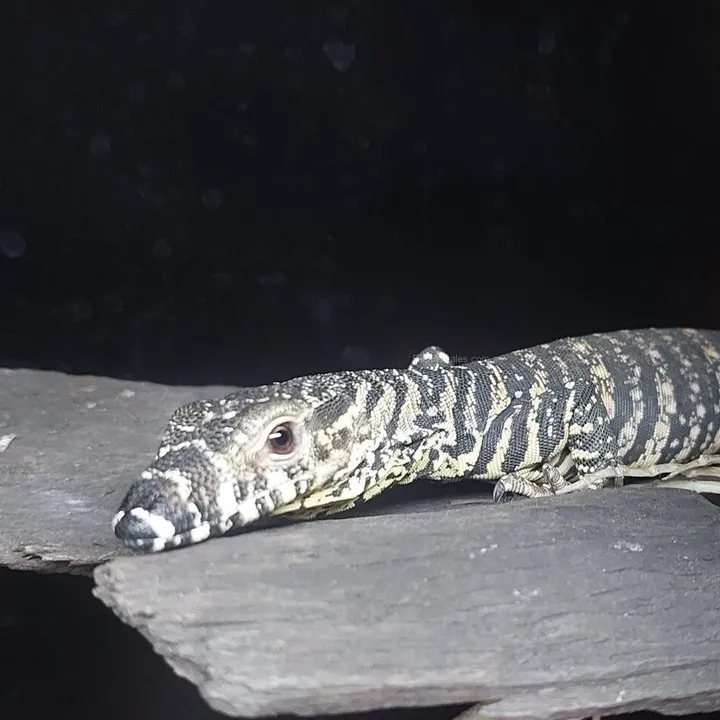 lashmonitor