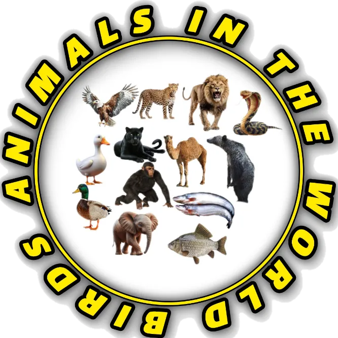 birdsanimalsintheworld
