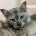 @muhammadshauqigmail.com