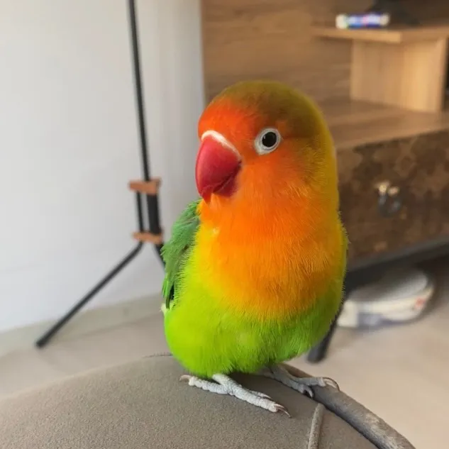 tropikmango