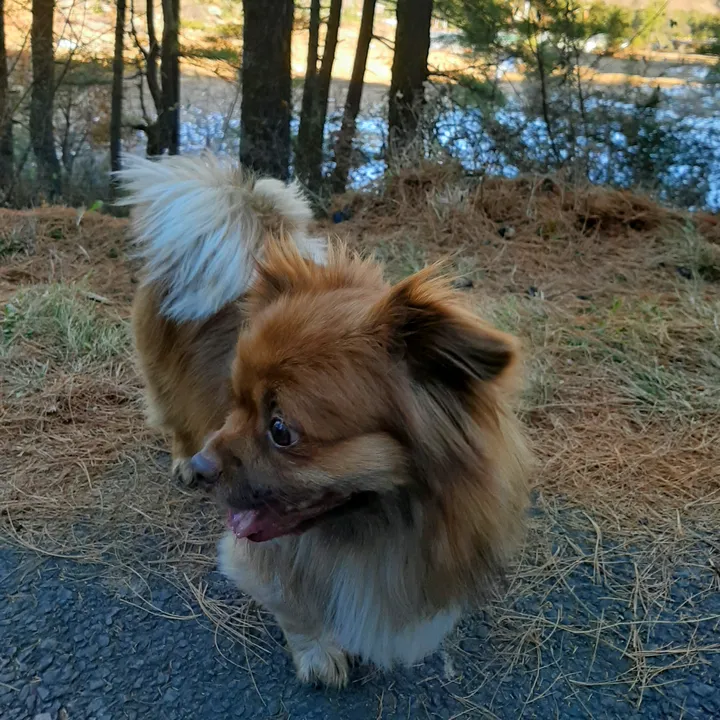 chungku2022