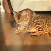 royalluxebengalz_