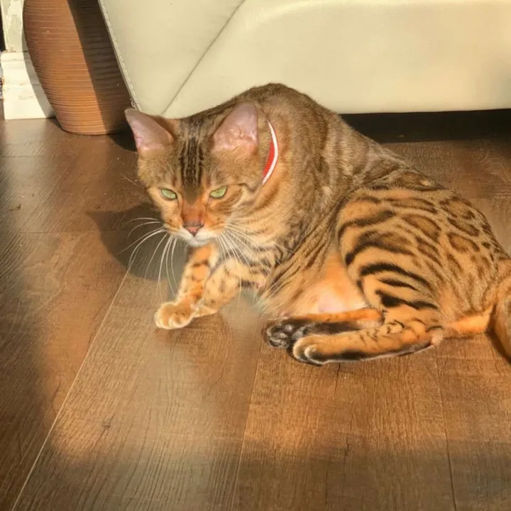 royalluxebengalz_