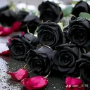 @67__zonguldak__67