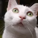 @gattopippo