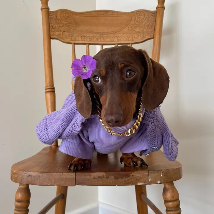 pipsausage