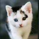 @eda_cellat3