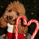 @beatrice_poodlee