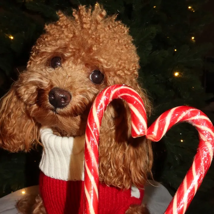 @beatrice_poodlee