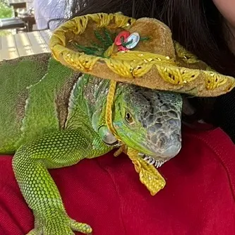 _geckers_the_gecko_