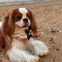 @frankgoodboy2