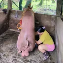 @marjpigfarmvlogs