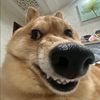 profdoge.clipes