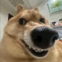@profdoge.clipes