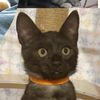 neko_restaurant