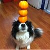 talentedanimal