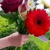 lovebird5331
