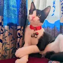 @puchilifestyle