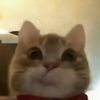 beepingcats