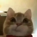 @beepingcats