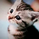 @catsloversclub