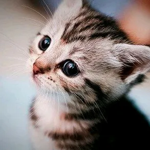 catsloversclub