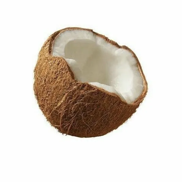 @www.conutchococonitt