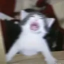 @dededodini