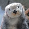 animals.so.suy