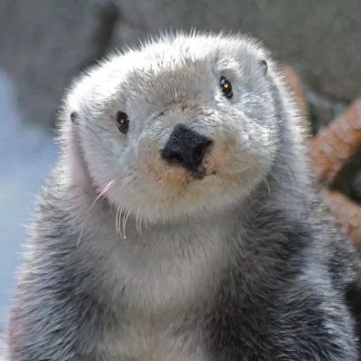 animals.so.suy