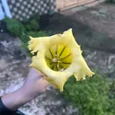 @buttercreamx1