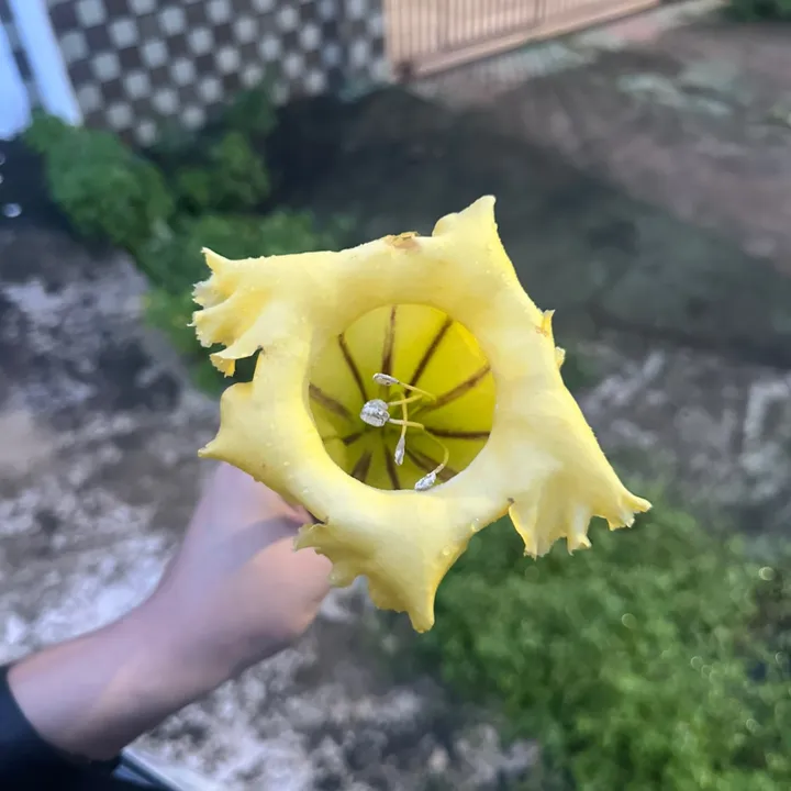 buttercreamx1