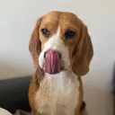 @megasaurus35