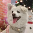 @ddthefluffydog