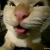 meme_mwuhehe.id