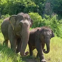 @lpelephantnewhome