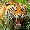 animalvip2004